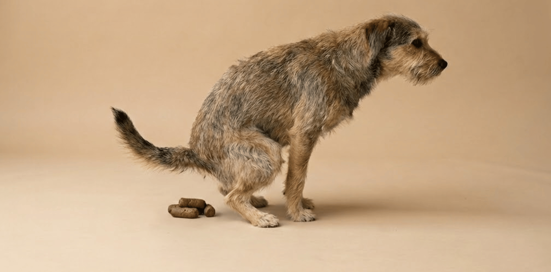 alimentation croquettes chien  selles molles solutions