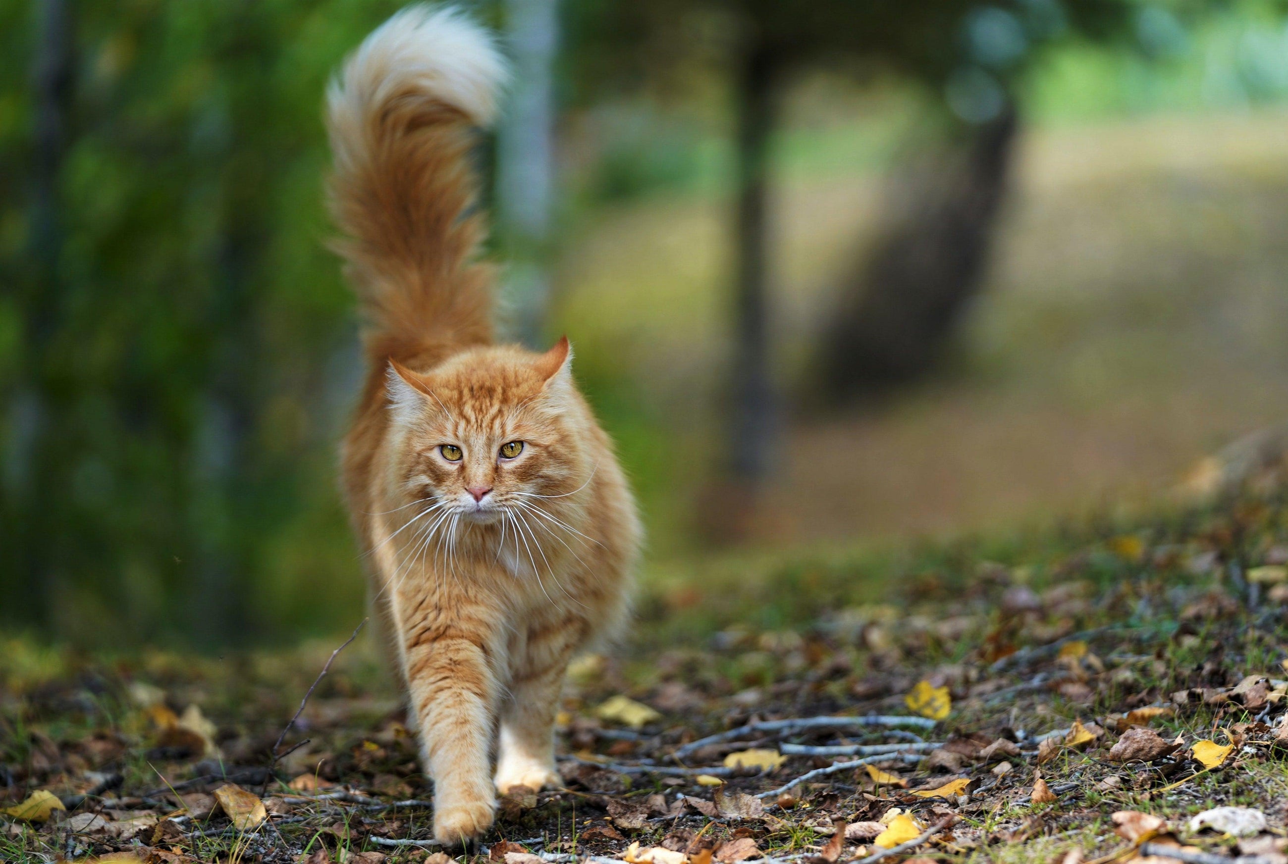 Croquettes sans céréales pour chats