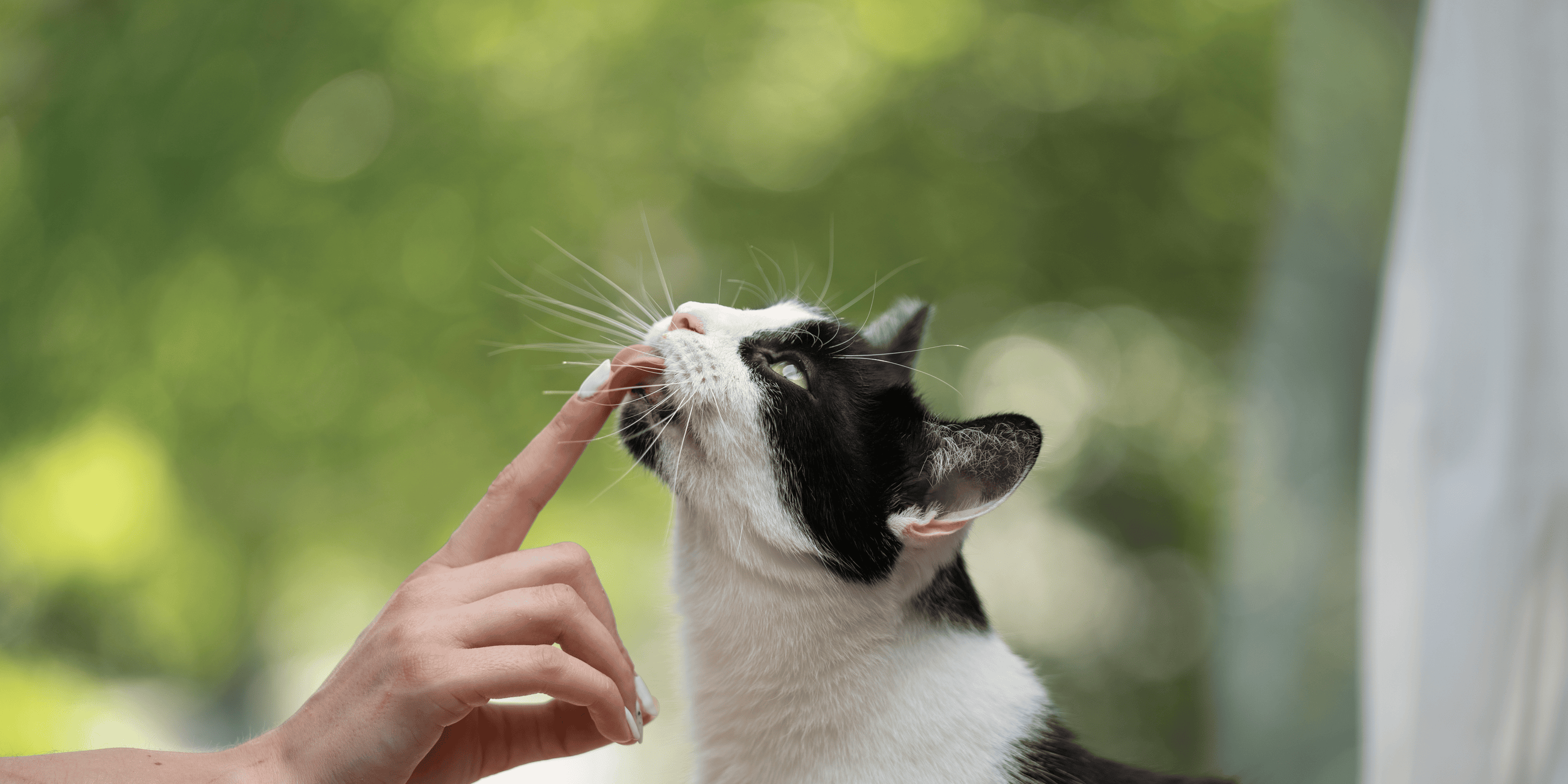 friandises-chat-adulte-chaton-stérilisés-appétentes