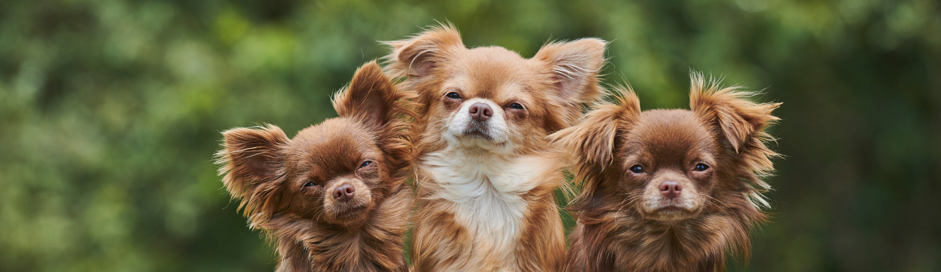 Croquettes Chien de petite race, sans céréales