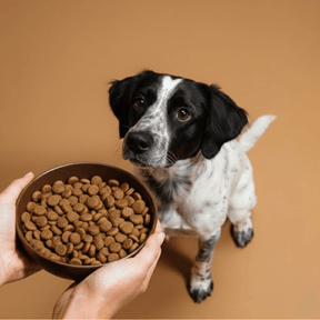 Croquettes sans céréales à la Dinde - Chiens moyennes races