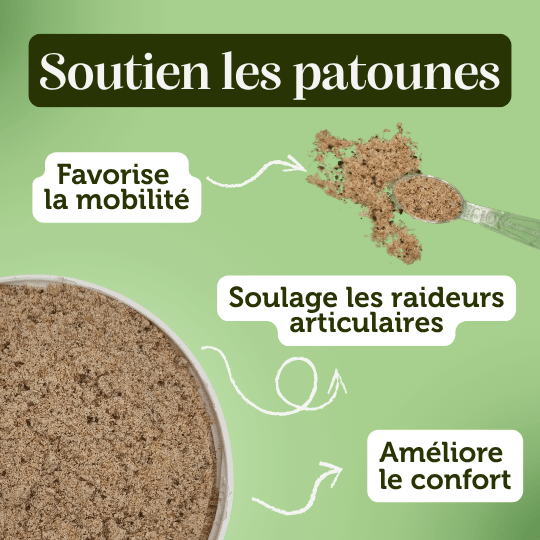 Complément alimentaire chien adulte et sénior articulation renforcée bienfait